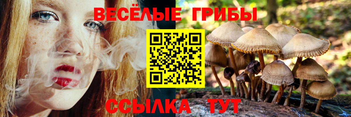 Псилоцибиновые грибы Psilocybine cubensis Горячий Ключ